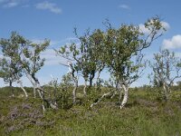 N, Nordland, Vagan, Hellhaugen 18, Saxifraga-Willem van Kruijsbergen