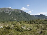 N, Nordland, Vagan, Hellhaugen 19, Saxifraga-Willem van Kruijsbergen