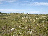 N, Nordland, Vagan, Hellhaugen 5, Saxifraga-Willem van Kruijsbergen