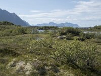 N, Nordland, Vagan, Hellhaugen 6, Saxifraga-Willem van Kruijsbergen