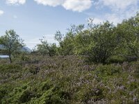 N, Nordland, Vagan, Hellhaugen 8, Saxifraga-Willem van Kruijsbergen