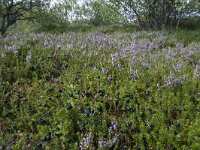 N, Nordland, Vagan, Hellhaugen 9, Saxifraga-Willem van Kruijsbergen