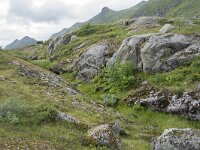 N, Nordland, Vagan, Nokksaetra 11, Saxifraga-Willem van Kruijsbergen