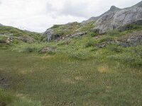 N, Nordland, Vagan, Nokksaetra 12, Saxifraga-Willem van Kruijsbergen