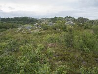 N, Nordland, Vagan, Orsnes 12, Saxifraga-Willem van Kruijsbergen