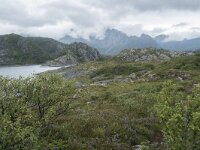 N, Nordland, Vagan, Orsnes 13, Saxifraga-Willem van Kruijsbergen