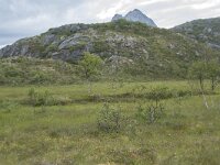 N, Nordland, Vagan, Orsnes 2, Saxifraga-Willem van Kruijsbergen