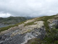 N, Nordland, Vagan, Orsnes 20, Saxifraga-Willem van Kruijsbergen