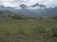 N, Nordland, Vagan, Orsnes 3, Saxifraga-Willem van Kruijsbergen