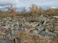 N, Oppland, Dovre, Fokstumyra 180, Saxifraga-Annemiek Bouwman