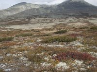 N, Oppland, Sel, Peer Gynt Hytta 85, Saxifraga-Willem van Kruijsbergen