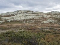 N, Oppland, Sel, Smaahaarrtjonne 10, Saxifraga-Willem van Kruijsbergen