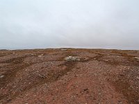 N, Spitsbergen, Andoyene 1, Saxifraga-Bart Vastenhouw