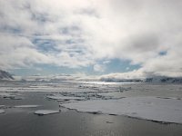 N, Spitsbergen, Fuglesangen 16, Saxifraga-Bart Vastenhouw