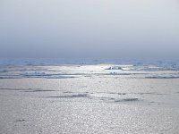N, Spitsbergen, Noordelijke IJszee, Pakijs 2, Saxifraga-Bart Vastenhouw