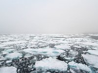 N, Spitsbergen, Noordelijke IJszee, Pakijs 9, Saxifraga-Bart Vastenhouw