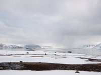 N, Spitsbergen, Ny London 1, Saxifraga-Bart Vastenhouw