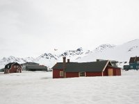 N, Spitsbergen, Ny-Alesund 1, Saxifraga-Bart Vastenhouw