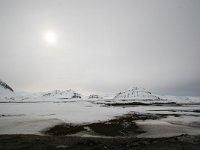N, Spitsbergen, Ny-Alesund 10, Saxifraga-Bart Vastenhouw