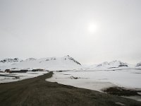 N, Spitsbergen, Ny-Alesund 11, Saxifraga-Bart Vastenhouw