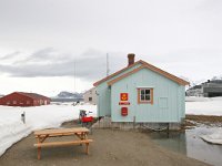 N, Spitsbergen, Ny-Alesund 2, Saxifraga-Bart Vastenhouw