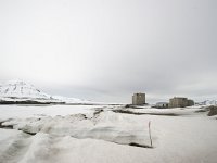N, Spitsbergen, Ny-Alesund 7, Saxifraga-Bart Vastenhouw
