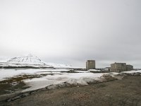 N, Spitsbergen, Ny-Alesund 9, Saxifraga-Bart Vastenhouw