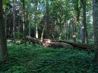 PL, Podlaskie, Bialowieza 21, Saxifraga-Hans Dekker