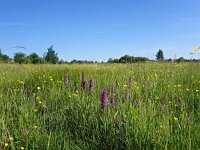 PL, Podlaskie, Bialowieza 29, Saxifraga-Hans Dekker