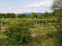 SLO, Osrednjeslovenska, Brezovica 3, Saxifraga-Hans Dekker