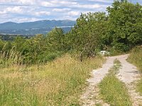 SLO, Osrednjeslovenska, Brezovica 4, Saxifraga-Hans Dekker