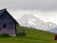 SLO, Osrednjeslovenska, Kamnik, Velika Planina Kamnik 6, Saxifraga-Hans Dekker