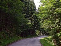 SLO, Primorsko-notranjska, Ilirska Bistrica, Masun 2, Saxifraga-Hans Dekker