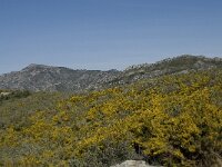 E, Granada, Jete, Meson Prados de Lopera 52, Saxifraga-Willem van Kruijsbergen