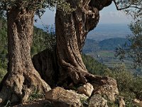 E, Mallorca, Alaro, Castel d Alaro 11, Saxifraga-Hans Dekker