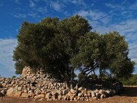 E, Mallorca, Llucmajor, Capocorb Vell 1, Saxifraga-Hans Dekker