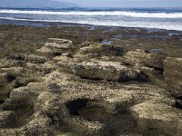 Zandsteen bedekt met zeepokken  Sandstone rocks covered with barnacles, Playa de las Americas, Tenerife, Canary Islands, Spain : Atlantic Ocean, barnacle barnacles, beach, Canary Islands Canaries, coast, color, colour, horizontal, nature natural, Playa de las Americas, rock rocks rocky, sand, sandstone, sandy, sea, shore, shoreline, Europe European, Spain Spanish, Tenerife, water, wave waves
