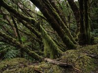 E, Santa Cruz de Tenerife, Tequeste, Anaga 2, laurel cloud forest, Saxifraga-Dirk Hilber