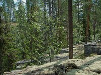 S, Jamtlands lan, Harjedalen 17, Saxifraga-Willem van Kruijsbergen