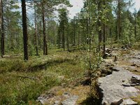 S, Jamtlands lan, Harjedalen 19, Saxifraga-Willem van Kruijsbergen