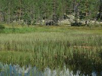 S, Jamtlands lan, Harjedalen 24, Saxifraga-Willem van Kruijsbergen