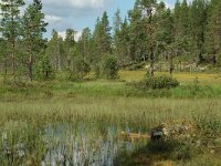 S, Jamtlands lan, Harjedalen 25, Saxifraga-Willem van Kruijsbergen