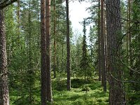S, Jamtlands lan, Harjedalen 3, Saxifraga-Willem van Kruijsbergen