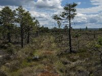 S, Jonkoping lan, Varnamo, Lovo 29, Saxifraga-Jan van der Straaten