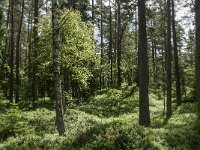 S, Jonkoping lan, Varnamo, Lovo 4, Saxifraga-Jan van der Straaten