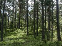 S, Jonkoping lan, Varnamo, Lovo 5, Saxifraga-Jan van der Straaten