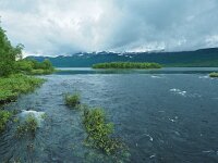 S, Vasterbottens lan, Storuman, Tarnaby 10, Saxifraga-Hans Dekker