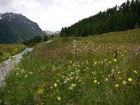 CH, Graubuenden, Guarda, Val Tuoi 3,Saxifraga-Foto Fitis-Sytske Dijksen