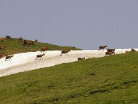 CH, Graubuenden, La Guarda, Alp Sura-Marangun 3, Saxifraga-Foto Fitis-Sytske Dijksen