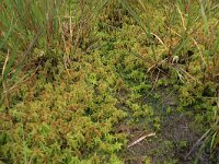 NL, Drenthe, Aa en Hunze, Balloerveld 5, Saxifraga-Hans Boll